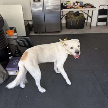 Dog Beauty Parlor - Handsome boy - Pet Groomers Near Me - Henderson, Nevada Dog Beauty Parlor - Handsome boy - Pet Groomers Near Me - Henderson, Nevada