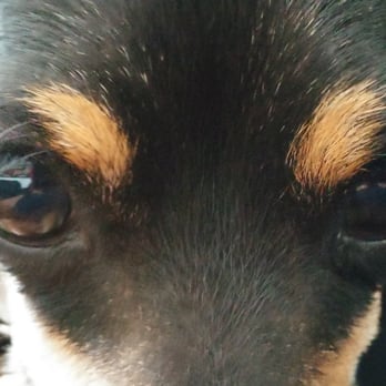 PetSmart - If looks could kill - Pet Stores Near Me - Downey, California