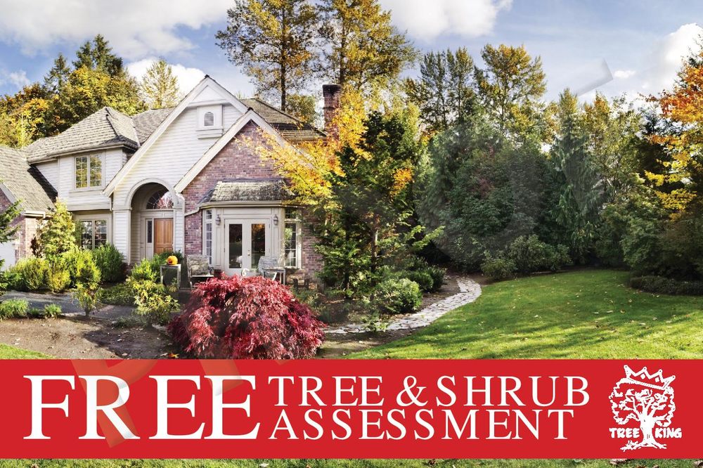 Tree King Tree Services - tree service in Pataskala, OH