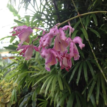 Foster Botanical Garden - Orchids - Botanical Gardens Near Me - Honolulu, Hawaii Foster Botanical Garden - Orchids - Botanical Gardens Near Me - Honolulu, Hawaii