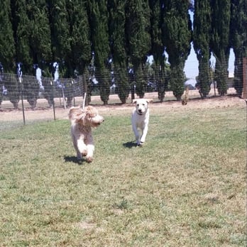 CR Ranch Pet-O-Tel - Pictures sent to us of our dog (left) playing while on vacation. - Pet Boarding Near Me - Modesto, California
