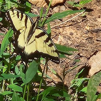 James River State Park - Parks Near Me - Gladstone, Virginia James River State Park - Parks Near Me - Gladstone, Virginia
