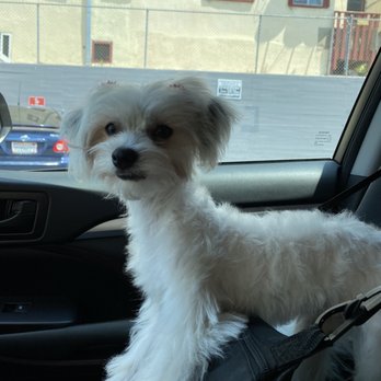 Mung Puppy Store - Pet Groomers Near Me - Los Angeles, California