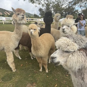 Canzelle Alpacas - Farms Near Me - Carpinteria, California Canzelle Alpacas - Farms Near Me - Carpinteria, California