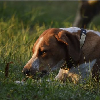 Canine 101 Ranch - Pet Transportation Near Me - Homestead, Florida