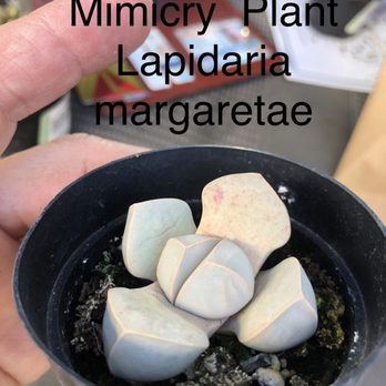 Waterwise Botanicals - Lapidaria margaretae - Nurseries & Gardening Near Me - Bonsall, California