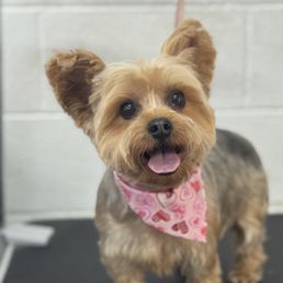 my dog after getting groomed my dog after getting groomed