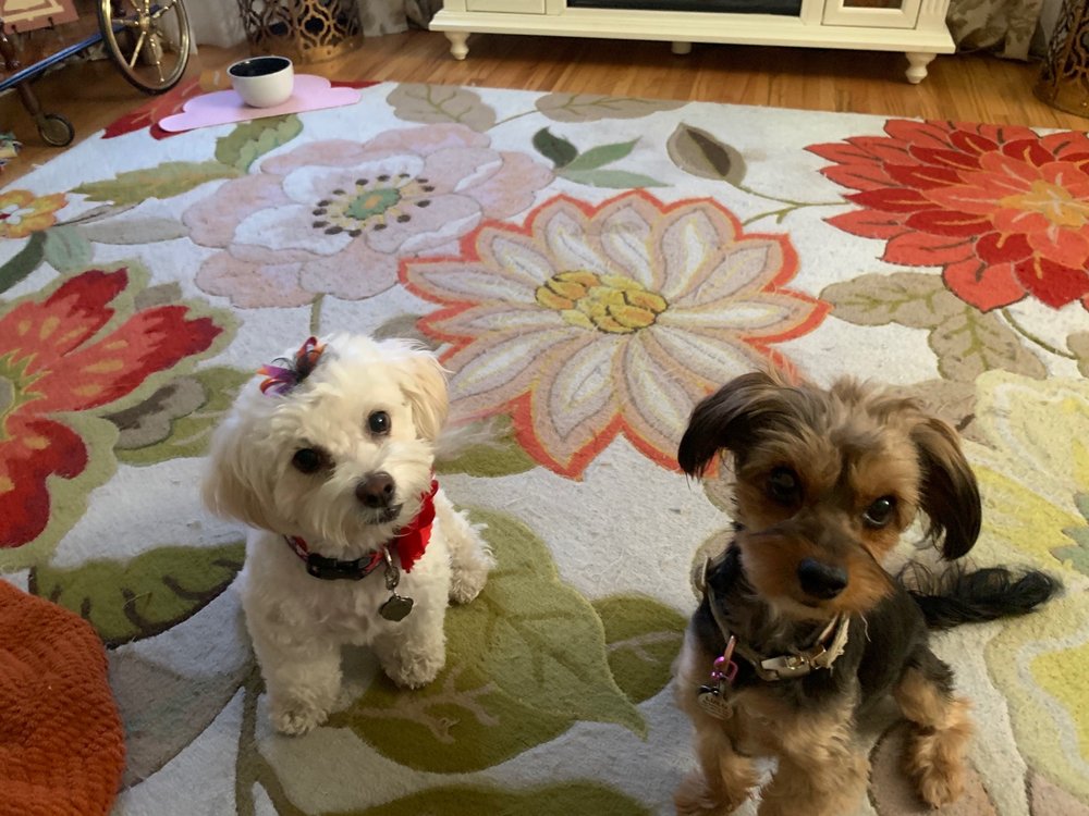 POOPY SCOOPY 48 Photos & 17 Reviews 5903 Grand Ave, Riverside , CA