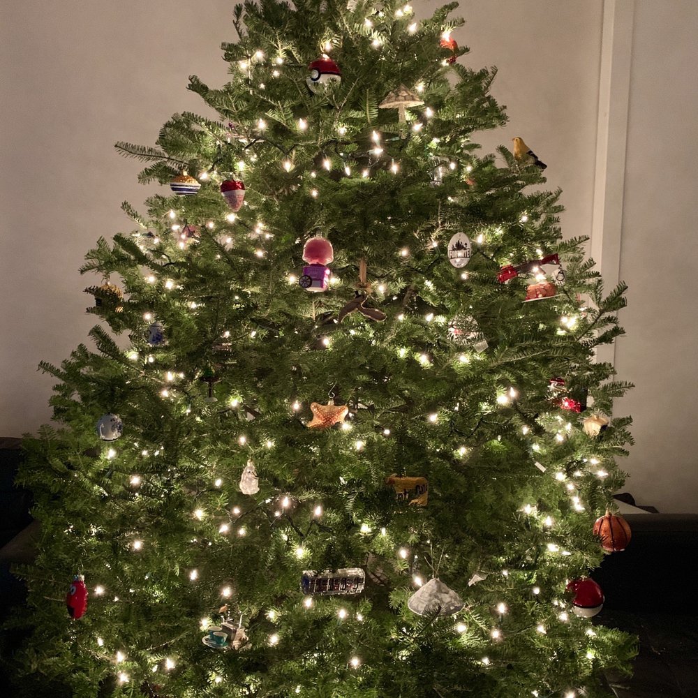NYC Trees - Isn't she lovely? - Christmas Trees Near Me - New York, New York NYC Trees - Isn't she lovely? - Christmas Trees Near Me - New York, New York