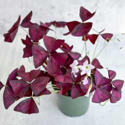 Ed’s Plant Shop - Oxalis Triangularis Purple Shamrock Plant