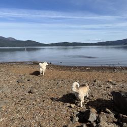 Lake Almanor Country Club - Dogs on Shoreline at Lake Almanor