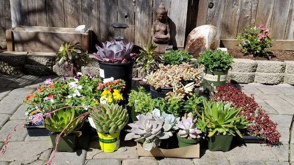 King S Nursery 92 Photos 86 Reviews Nurseries Gardening 1212 13th St Santa Rosa Ca Phone Number Yelp Nurseries Gardening