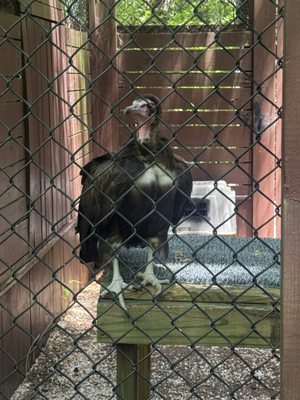 Carolina Raptor Center by null
