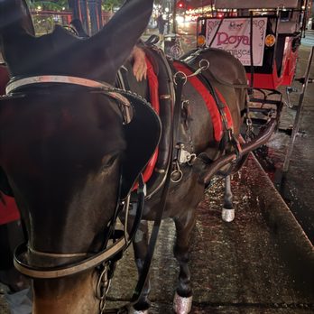 Royal Carriages - Historical Tours Near Me - New Orleans, Louisiana