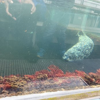 Seattle Aquarium - Seal - Aquariums Near Me - Seattle, Washington
