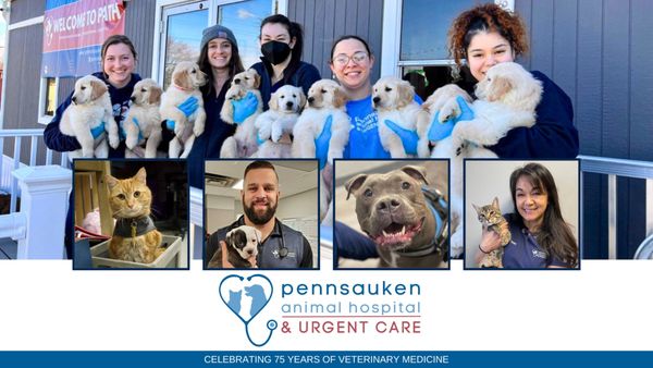 Surprising Pennsauken Animal Hospital Pennsauken Township Nj Images