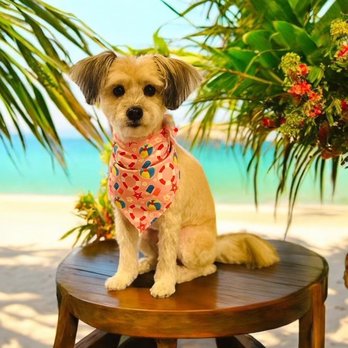 Bones & Bows Dog Grooming - Pet Groomers Near Me - Crown Point, Indiana