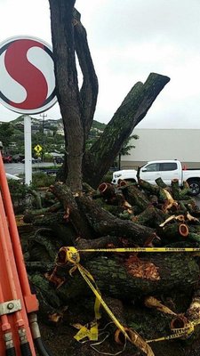 Any Tree services, stump removal - All these jobs was done with in one day and less than 8hrs. Any Tree services, stump removal - All these jobs was done with in one day and less than 8hrs.
