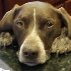 Coconino Veterinary Clinic - untitled