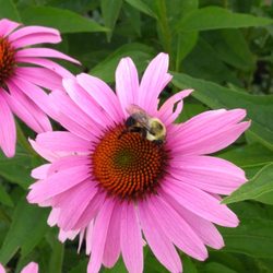 Schram's Greenhouse - Love bees? Bees love these vibrant flowers! Low maintenance, dependable, brilliant perennial. Must have!