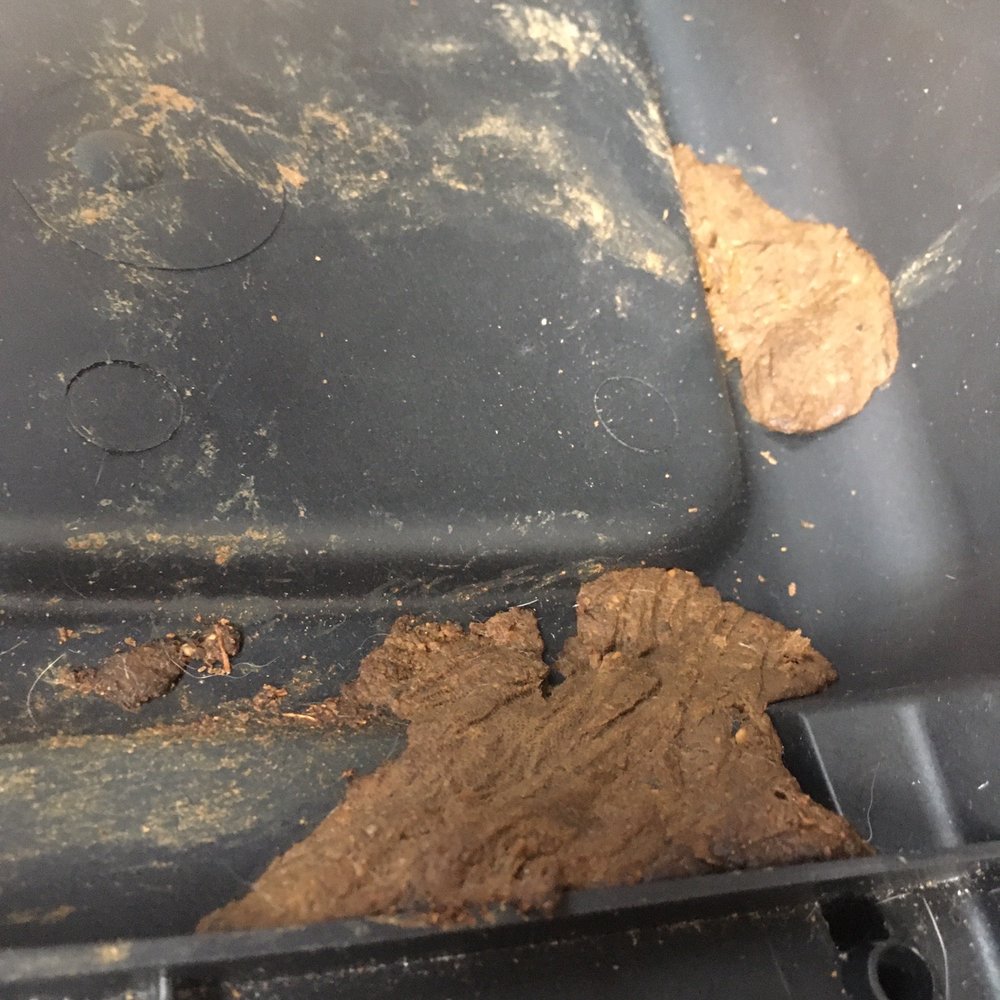 Puppy Play Time - My puppy's feces mashed on the bottom of his crate - Dog Walkers Near Me Puppy Play Time - My puppy's feces mashed on the bottom of his crate - Dog Walkers Near Me