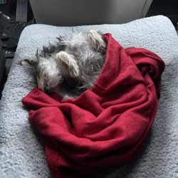Whiskers and Paws Veterinary Wellness Clinic