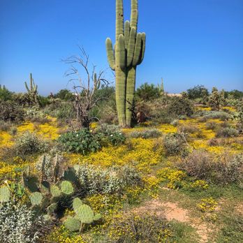 Feliz Paseos Trails Park Trailhead - Beautiful wildflowers - Parks Near Me - Tucson, Arizona