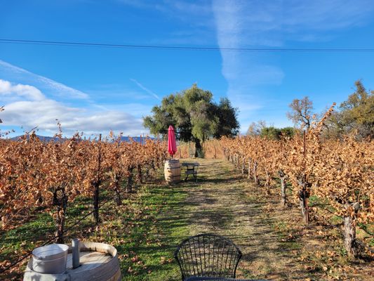 Pope Valley Winery by null