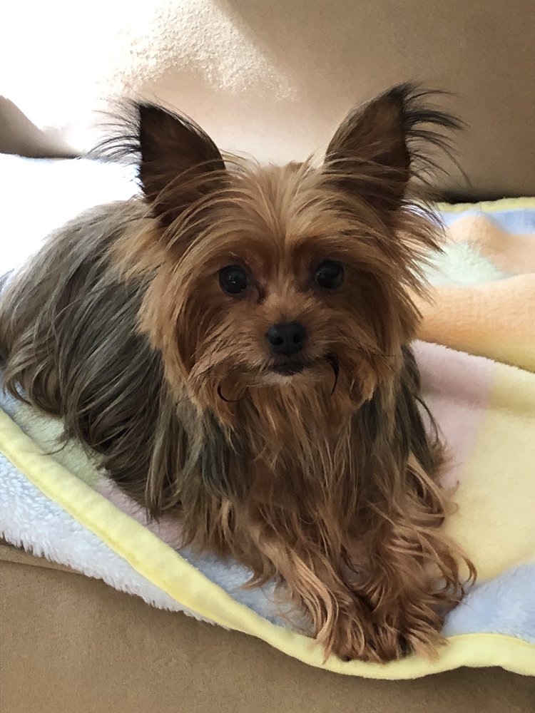 PICTURE PERFECT DOG GROOMING Summerville, South Carolina Pet