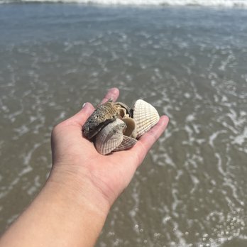 Folly Beach - lots of fun seashells and coral to collect along the water - Beaches Near Me Folly Beach - lots of fun seashells and coral to collect along the water - Beaches Near Me