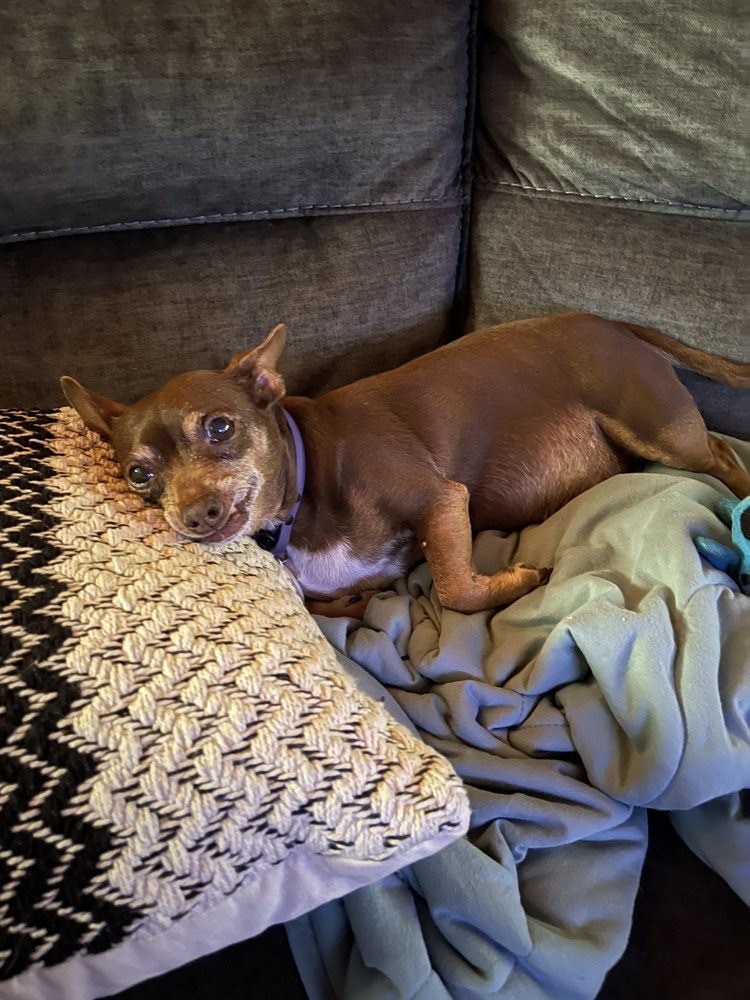 ANIMAL EYE CLINIC Updated August 2024 5750 W Vickery Blvd, Fort