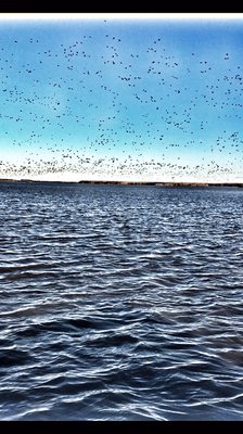 Venice Marina by null