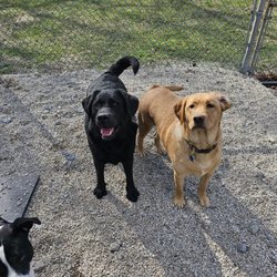 East Bay Kennels - Daycare group with Logan, Koda and Bella.