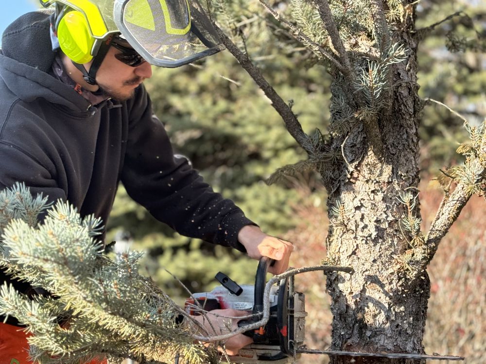 Urban Arborist - tree service in Salt Lake City, UT