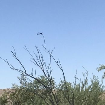 Blythe Intaglios - Dragonfly enjoying some sunshine - Museums Near Me - Blythe, California