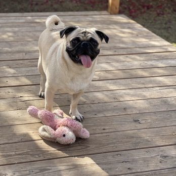 Vivi's Pampered Pups - Dog Walkers Near Me - El Centro, California Vivi's Pampered Pups - Dog Walkers Near Me - El Centro, California