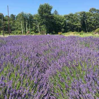 Dale's Lavender Valley - a field of lavender - Farmers Market Near Me - Hoquiam, Washington