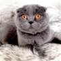 Photo of Pets Dynasty
