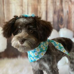 Glamour Pet Shop & Grooming