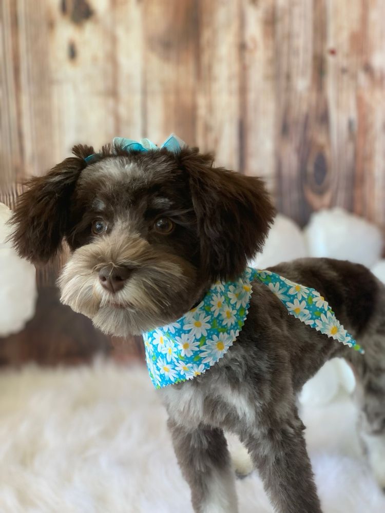 Glamour Pet Shop & Grooming Image