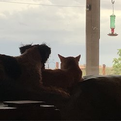 Wickenburg Veterinary Clinic - Fur babies
