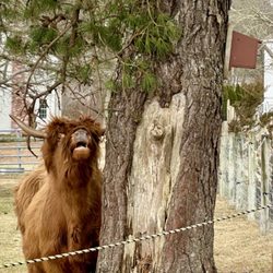 Taylor-Bray Farm - Spaghetti: Highland Cow