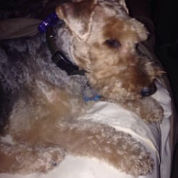 George relaxing after getting groomed. George relaxing after getting groomed.