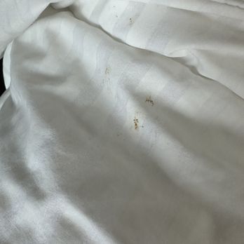 Fairfield by Marriott Inn & Suites St. Joseph Stevensville - The fold on the bed that was clearly not washed. - Hotels Near Me - Stevensville, Michigan Fairfield by Marriott Inn & Suites St. Joseph Stevensville - The fold on the bed that was clearly not washed. - Hotels Near Me - Stevensville, Michigan