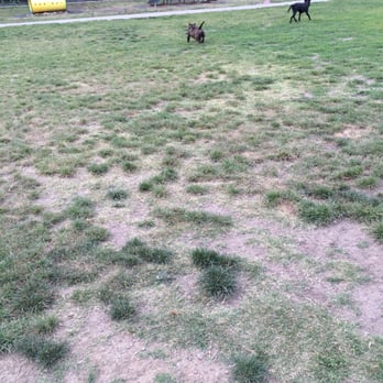 Drigon Dog Park - Gotta catch me first! - Dog Parks Near Me - Union City, California