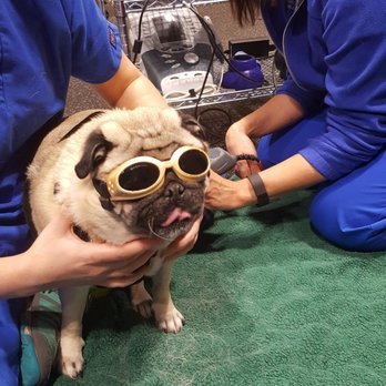 North Georgia Veterinary Specialists - Laser therapy, so precious!! - Veterinarians Near Me - Buford, Georgia North Georgia Veterinary Specialists - Laser therapy, so precious!! - Veterinarians Near Me - Buford, Georgia