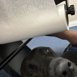 East Hills Chiropractic - The lab therapy dogs are amazing.