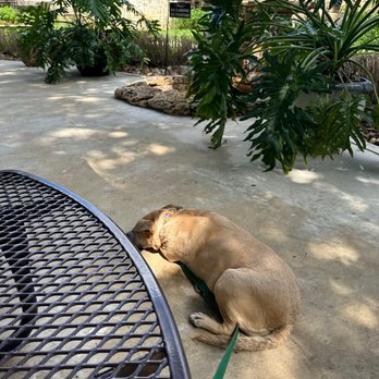 Camp Verde General Store and Restaurant - Dog friendly patio - Delis Near Me - Center Point, Texas Camp Verde General Store and Restaurant - Dog friendly patio - Delis Near Me - Center Point, Texas
