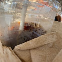Station Cafe - Ants!!!!!