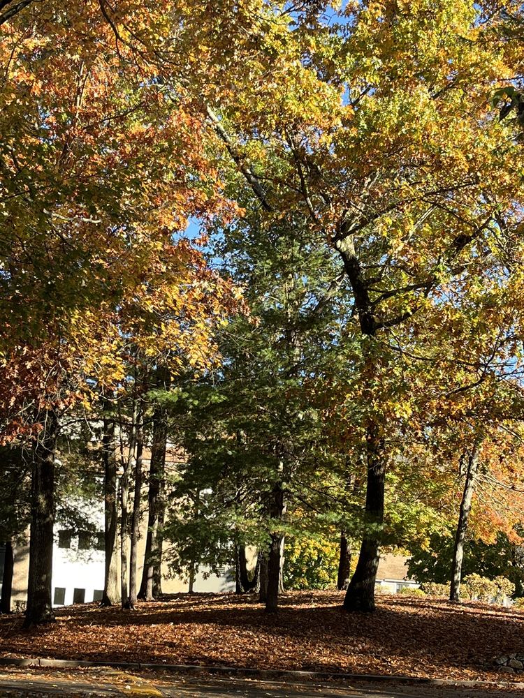 RAMBLEWOOD Updated August 2024 51 Photos & 13 Reviews 101